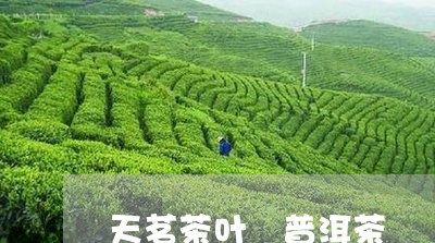 天茗茶叶 普洱茶/2023041048705